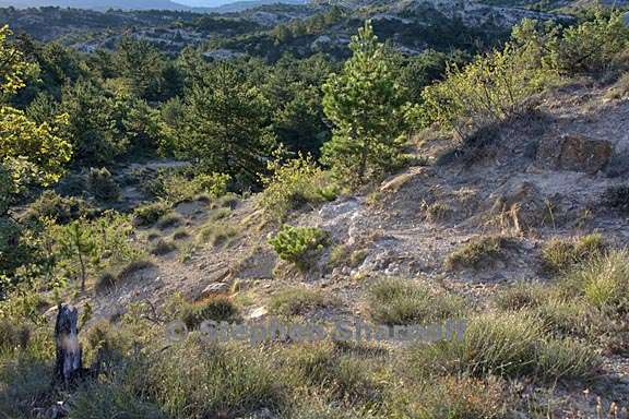 garrigue 2 graphic